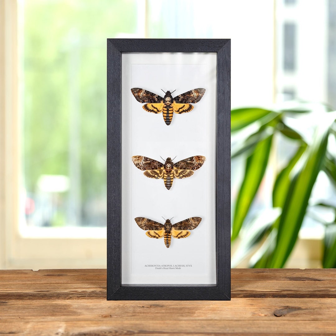 Triple Death's Head Hawk Moth in Box Frame (acherontia Atropos ...