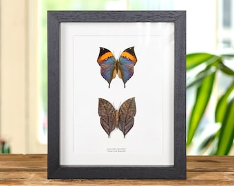 Dead Leaf Butterfly Pair In Box Frame (Kallima inachus)