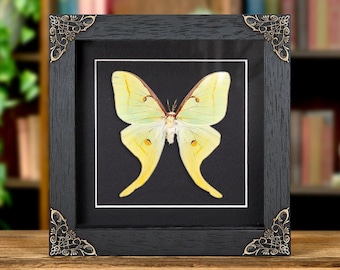Puede incluir: Una exhibición enmarcada con una mariposa amarilla pálida con intrincados patrones en las alas. La mariposa está colocada sobre un fondo negro dentro de un marco de madera negro con detalles decorativos en las esquinas. El marco se muestra sobre una superficie de madera.