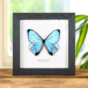 Sulkowsky's Morpho Butterfly in Box Frame (Morpho sulkowskyi)