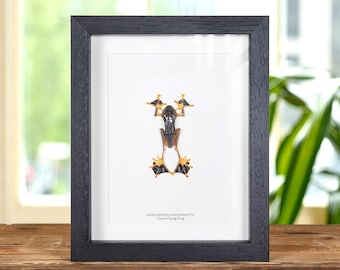 Green Flying Frog In Box Frame (Rhacophorus reinwardtii)