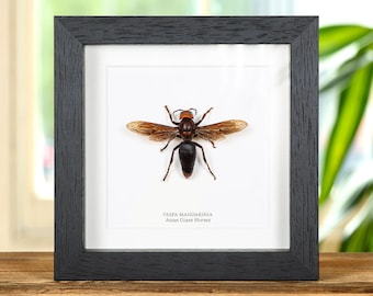 Asian Giant Hornet in Box Frame (Vespa mandarinia)