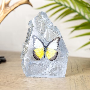 The Chocolate Albatross Butterfly In Resin (Appias lyncida)