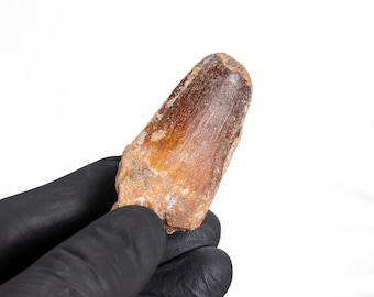C Grade - Spinosaurus Dinosaur Tooth Fossil (Spinosaurus aegyptiacus)
