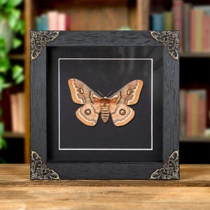 Hutton&#39;s Emperor Moth In Baroque Style Frame (Neoris shadulla)