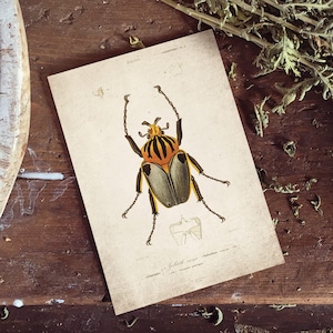 Vintage Beetle Giclee Print, Antique Beetle Print, Antique Beetle Art Print, Vintage Entomology Print Wall Art - A4, A3, A2