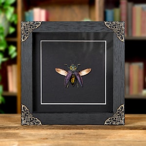 False-Eyes Jewel Beetle In Baroque Style Frame (Lampropepla rothschildi)