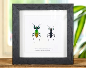 Metallic Praying Mantis Pair In Box Frame (Metallyticus splendidus)