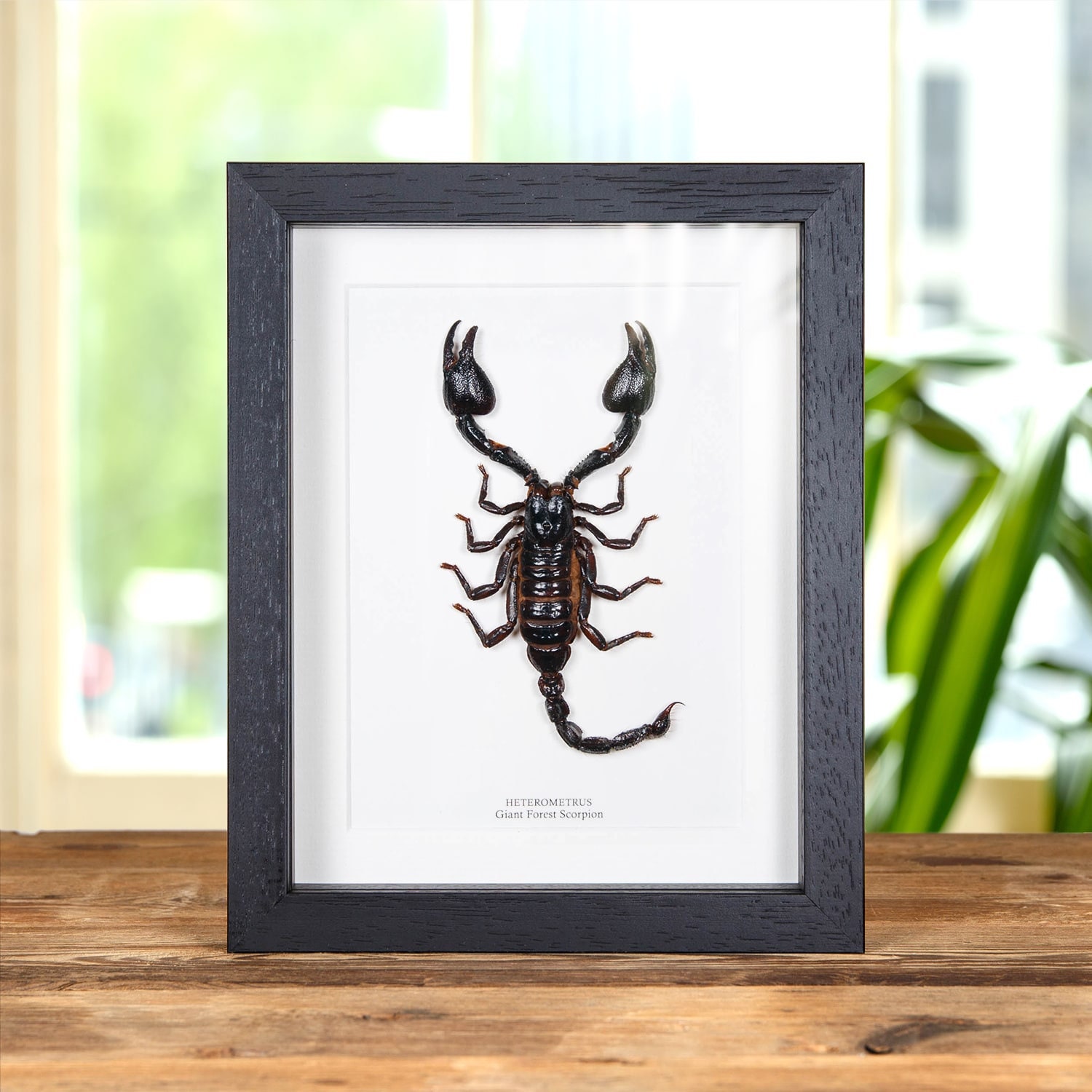 Giant Forest Scorpion in Box Frame (heterometrus) - Etsy