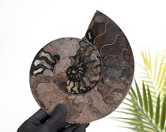 Rare 7.5 Inch Black Ammonite Cut &amp; Polished Fossil (Cleoniceras sp)