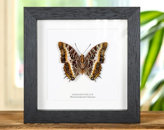 Puede incluir: Un espécimen de mariposa enmarcado, Charaxes Pollux, con un marco de madera negro. La mariposa tiene patrones marrones, blancos y naranjas. El marco es cuadrado y está sobre una superficie de madera. El texto "CHARAXES POLLUX Black-bordered Charaxes" está debajo.