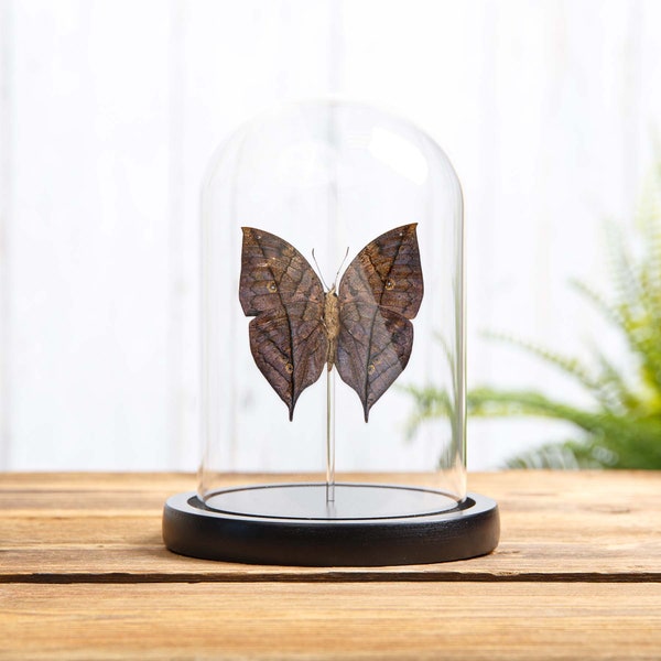 Dead Leaf Butterfly In Glass Dome With Wooden Base (Kallima inachus)