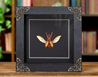 boktor in barokstijl (Cyclommatus lunifer)