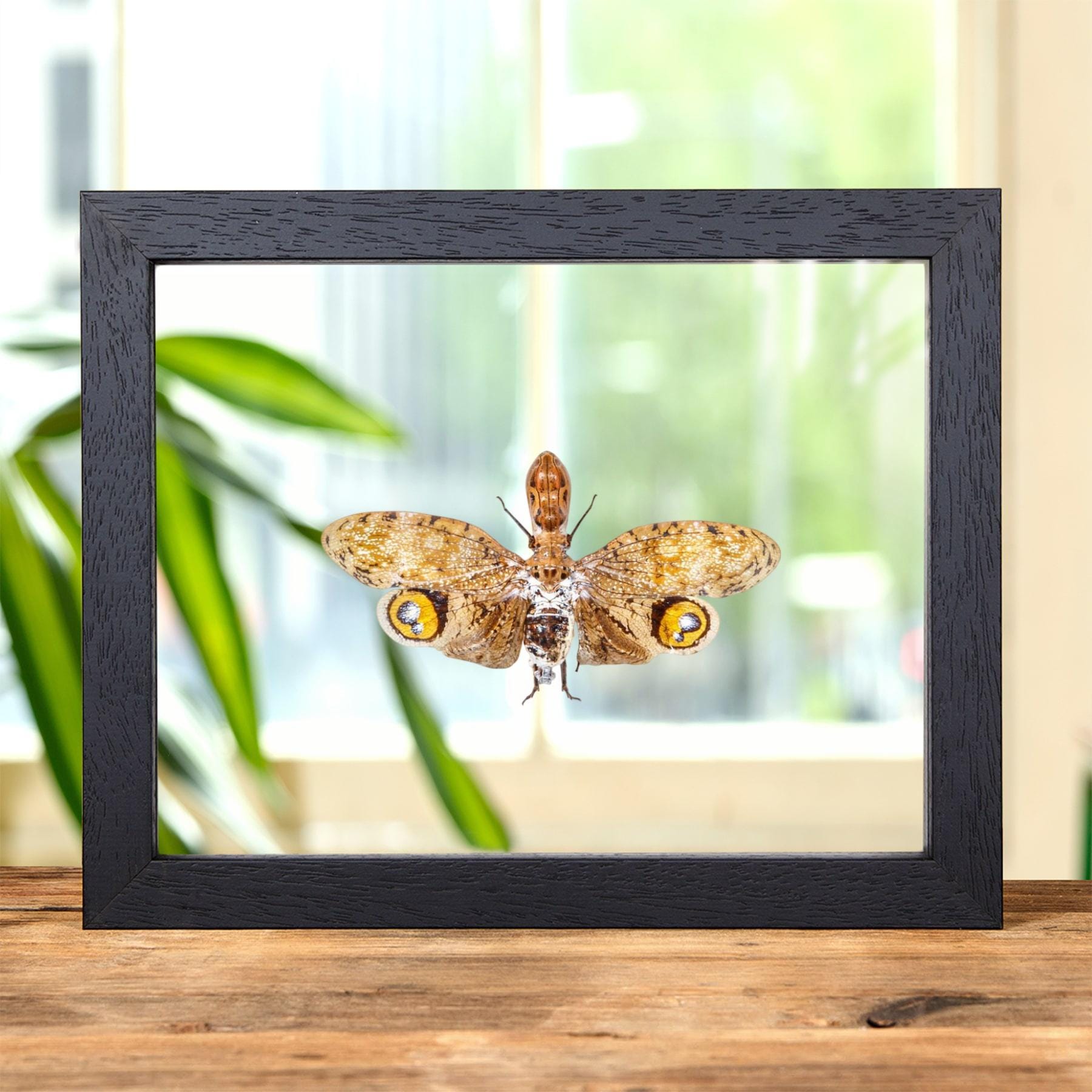 H. Matsumoto リトグラフ「Butterfly」 Peanut-headed Lanternfly in Clear Glass Frame (fulgora Laternaria