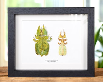 Gray's Leaf Insect Male &amp; Female Pair In Box Frame (Phyllium bioculatum)