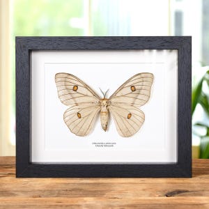 Female Ghostly Silkmoth In Box Frame (Ceranchia apollina)