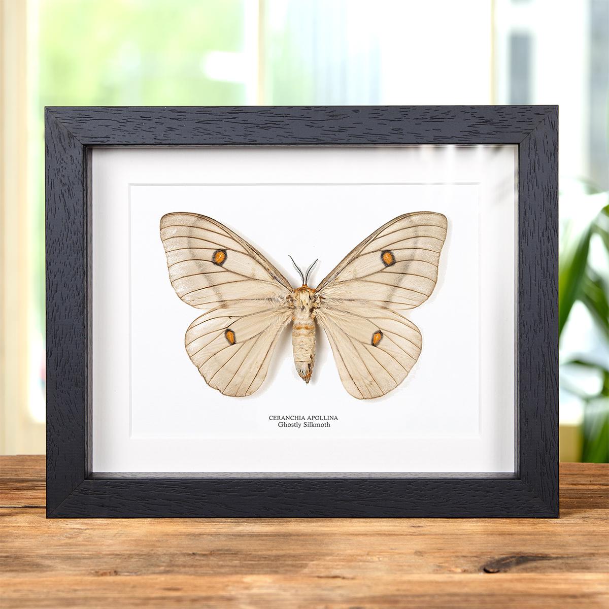 標本 Ceranchia apollina2 pair 112mm 122mm Real framed moth, moth Ceranchia apollina male with stars