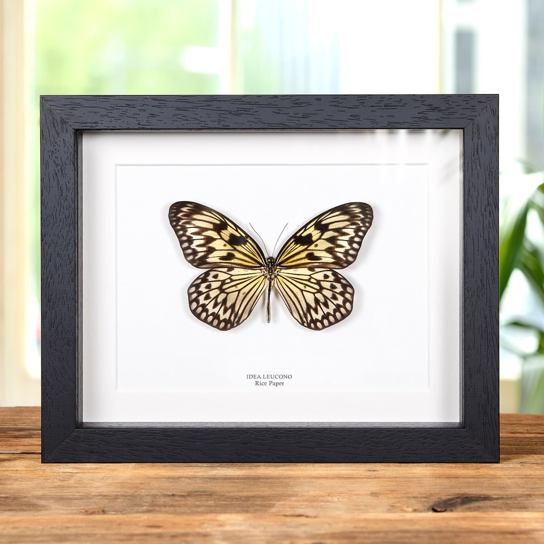 Rice Paper Butterfly in Box Frame idea Leuconoe Etsy UK