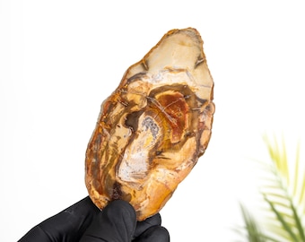 Petrified Wood (Araucarioxylon arizonicum)