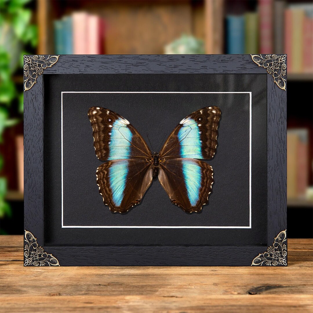 Female Deidamia Morpho Butterfly in Baroque Style Frame (morpho ...