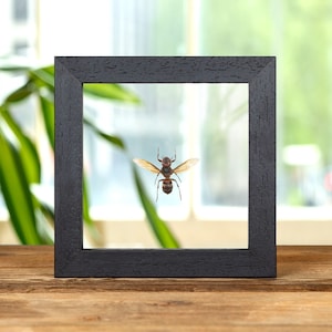 Yellow-vented Hornet in Clear Glass Frame (Vespa analis)