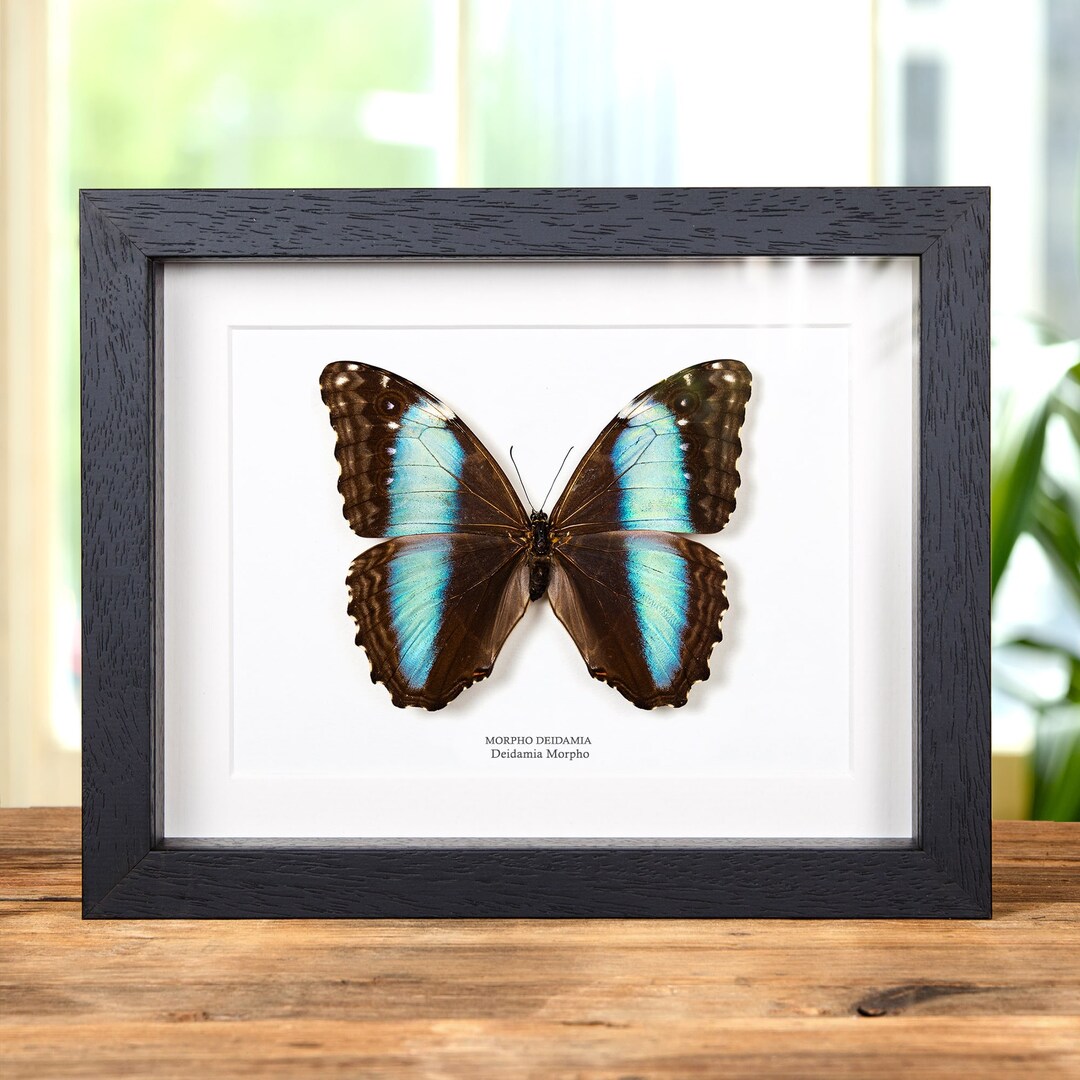 Female Deidamia Morpho Butterfly in Box Frame (morpho Deidamia) - Etsy UK
