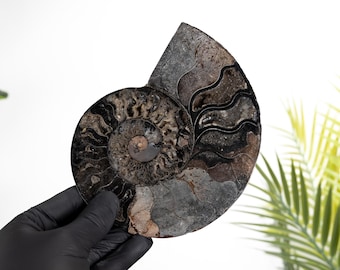 6.4 Inch Black Ammonite Cut &amp; Polished Fossil (Cleoniceras sp)