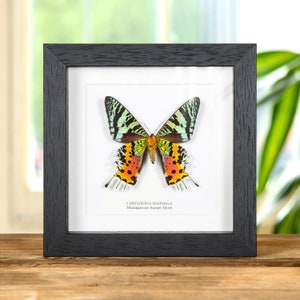 Madagascan Sunset Moth Ventral Side In Box Frame (Chrysiridia rhipheus)