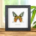 see more listings in the Moth Frames section