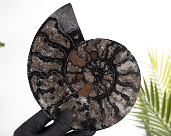 Rare 7.5 Inch Black Ammonite Cut &amp; Polished Fossil (Cleoniceras sp)