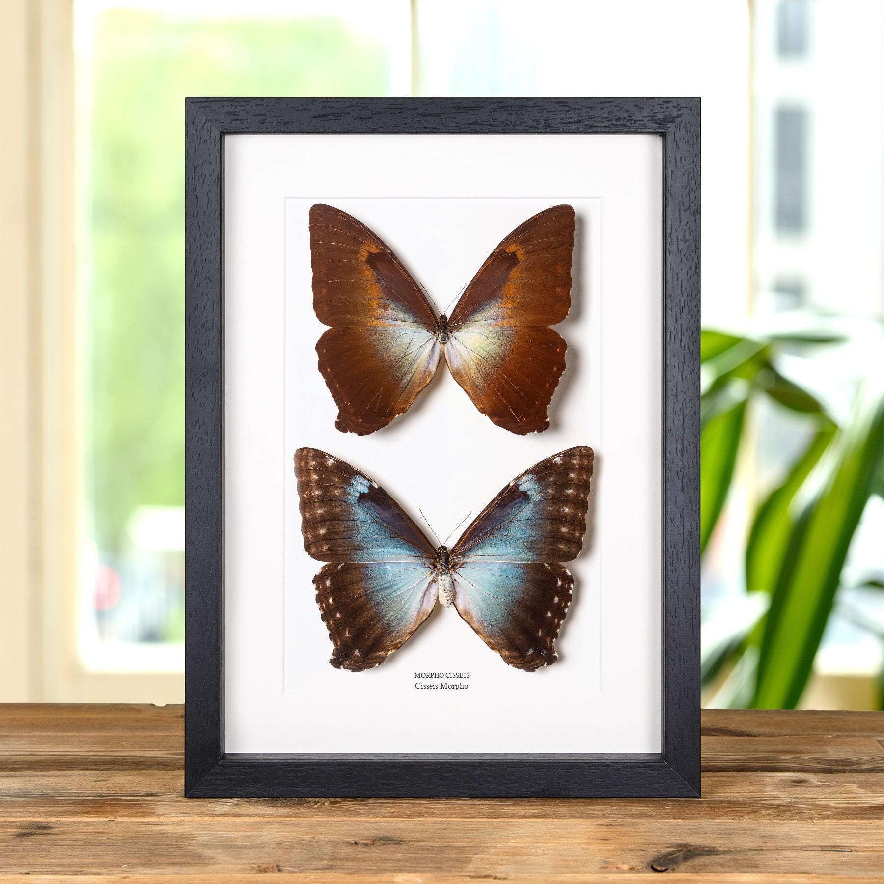 Morpho様 Cisseis Morpho Butterfly Male & Female Pair in Box Frame (morpho