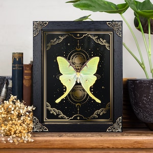 May include: A framed print of a green luna moth with gold celestial designs on a black background.