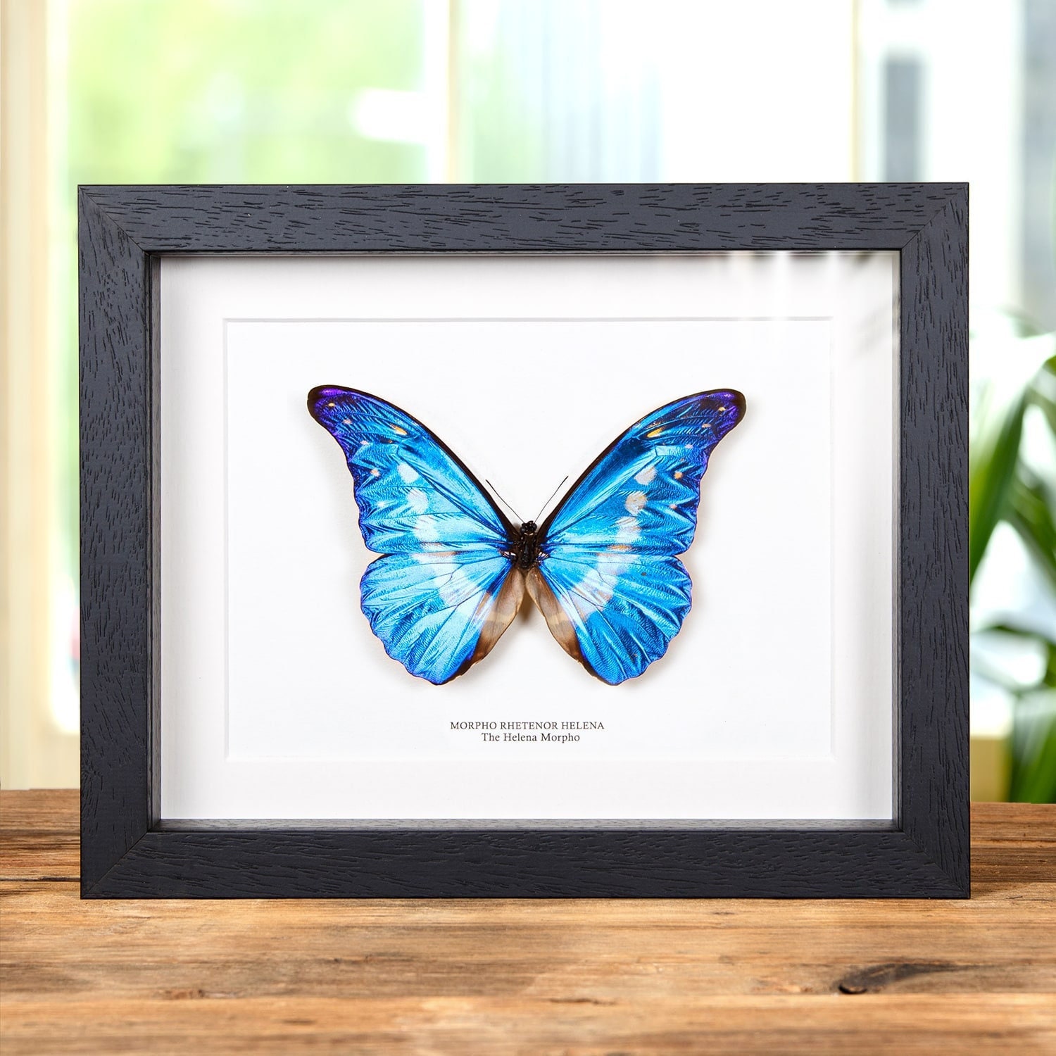 Helena Morpho Butterfly in Box Frame (morpho Rhetenor Helena