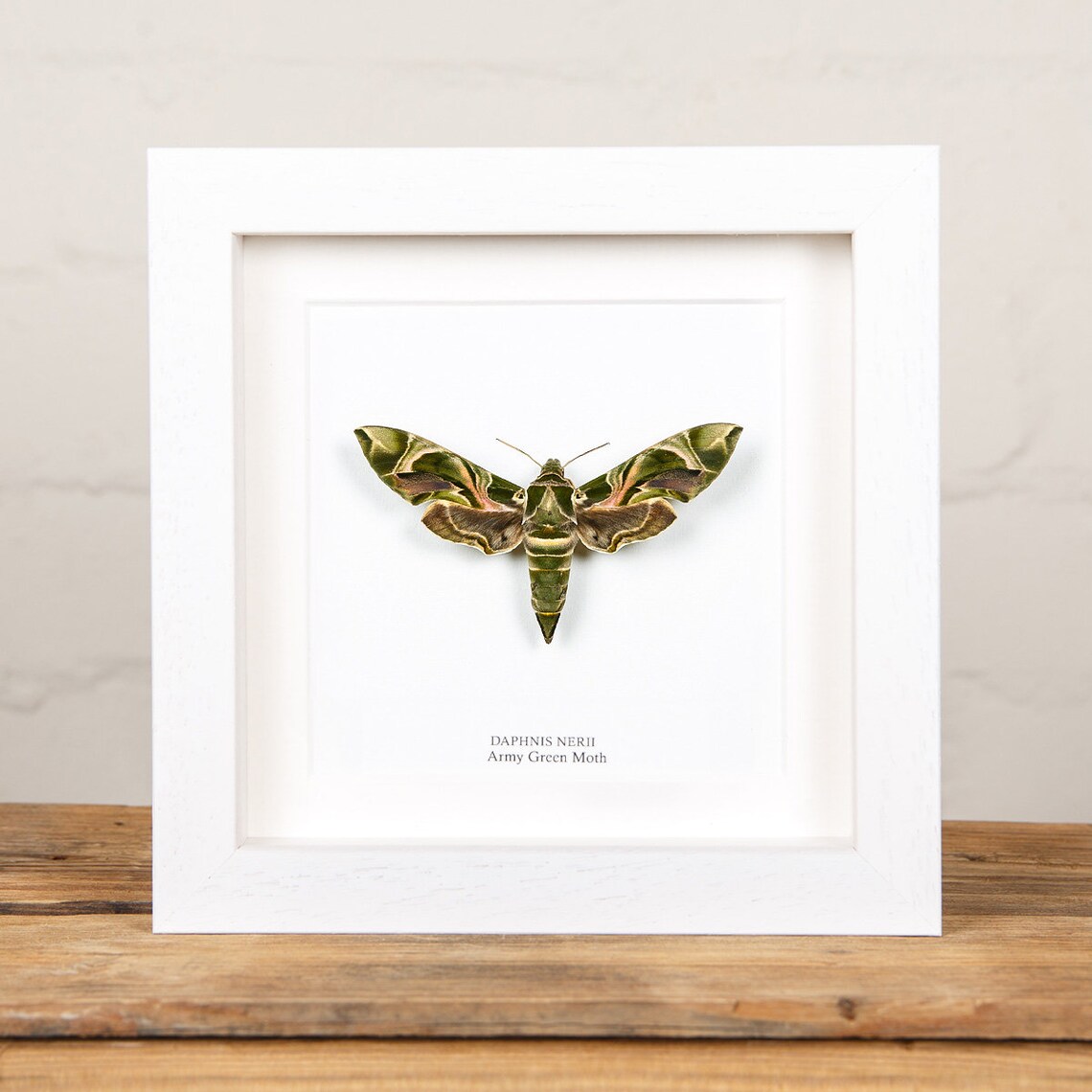 Taxidermy Army Green Moth Frame Moth Taxidermy Moth in | Etsy