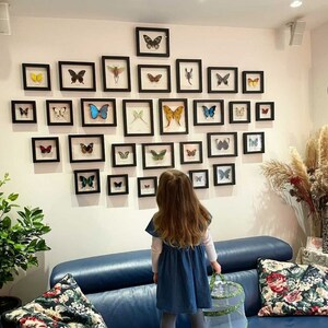 Puede incluir: Una colecci&oacute;n de espec&iacute;menes de mariposas enmarcadas en varios tama&ntilde;os y colores, dispuestas en una pared blanca. Los marcos negros crean una exhibici&oacute;n tipo galer&iacute;a. Una ni&ntilde;a con un vestido azul est&aacute; de pie frente a la pared, mirando la colecci&oacute;n de mariposas.