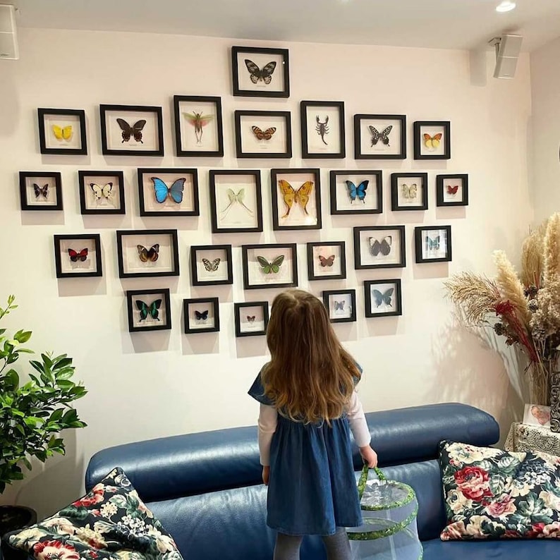 Puede incluir: Una colecci&oacute;n de espec&iacute;menes de mariposas enmarcadas en varios tama&ntilde;os y colores, dispuestas en una pared blanca. Los marcos negros crean una exhibici&oacute;n tipo galer&iacute;a. Una ni&ntilde;a con un vestido azul est&aacute; de pie frente a la pared, mirando la colecci&oacute;n de mariposas.