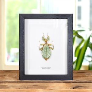 Walking Leaf Insect in Box Frame (Phyllium letiranti)