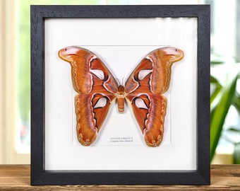 Pink Atlas Moth Female In Box Frame (Attacus lorquini)