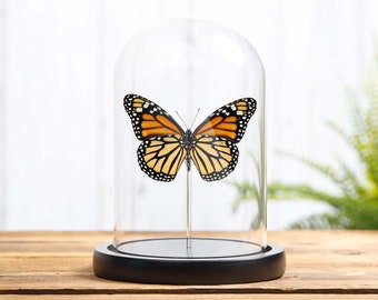 Vrouwelijke monarchvlinder buikzijde in glazen koepel met houten basis (Danaus plexippus)