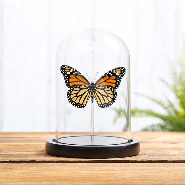 Female Monarch Butterfly Ventral Side In Glass Dome With Wooden Base (Danaus plexippus)