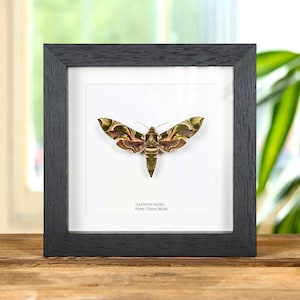 Army Green Moth in Box Frame (Daphnis nerii)