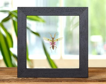 Jewelled Flower Mantis In Clear Glass Frame (Creobroter gemmatus)