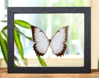 Framed Theseus Morpho Butterfly, Handmade Glass Display (9x7 Inch)
