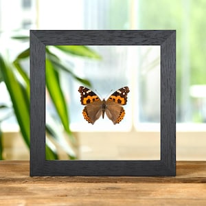 Indian Red Admiral Butterfly In Clear Glass Frame (Vanessa indica indica)