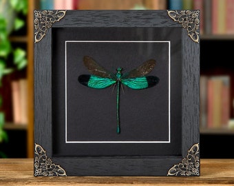 Stream Glory Damselfly in Baroque Style Frame (Neurobasis chinensis)