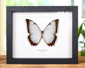 Peru 産Morpho theseus juturna 126mm Theseus Morpho Butterfly in Box Frame (morpho Theseus Juturna) - Etsy