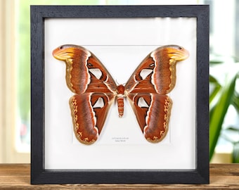 Framed Atlas Moth (Attacus atlas)  - Female