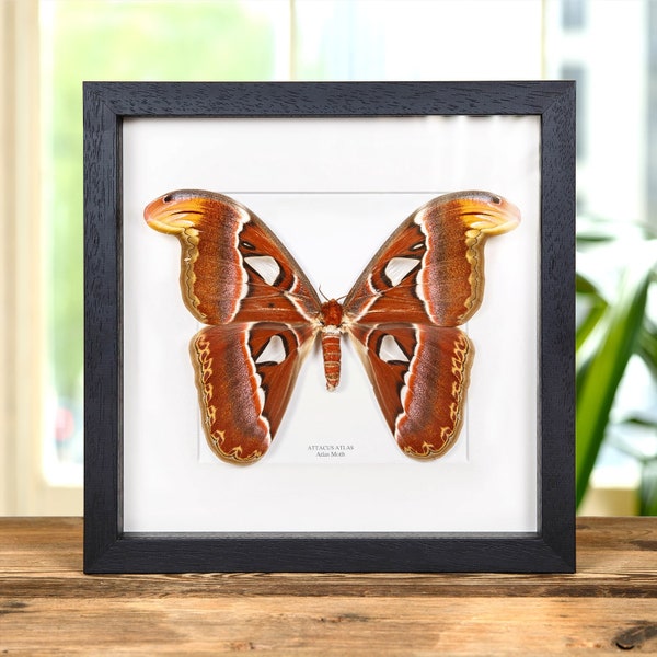 Gerahmter Atlasspinner (Attacus atlas) - Weibchen