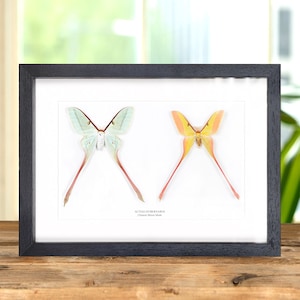Könnte beinhalten: Eine gerahmte Präsentation von zwei konservierten Atlas-Motten, eine mit hellgrünen Flügeln und die andere mit gelben Flügeln. Der Text "Actias dubernardi" und "Chinese Moon Moth" ist unter den Motten gedruckt.