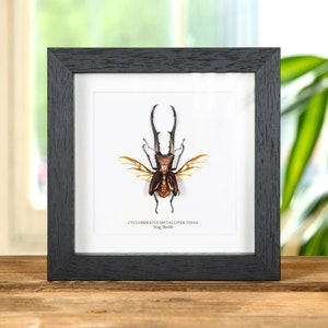 Stag Beetle with Wings Spread in Box Frame (Cyclommatus metallifer finae)
